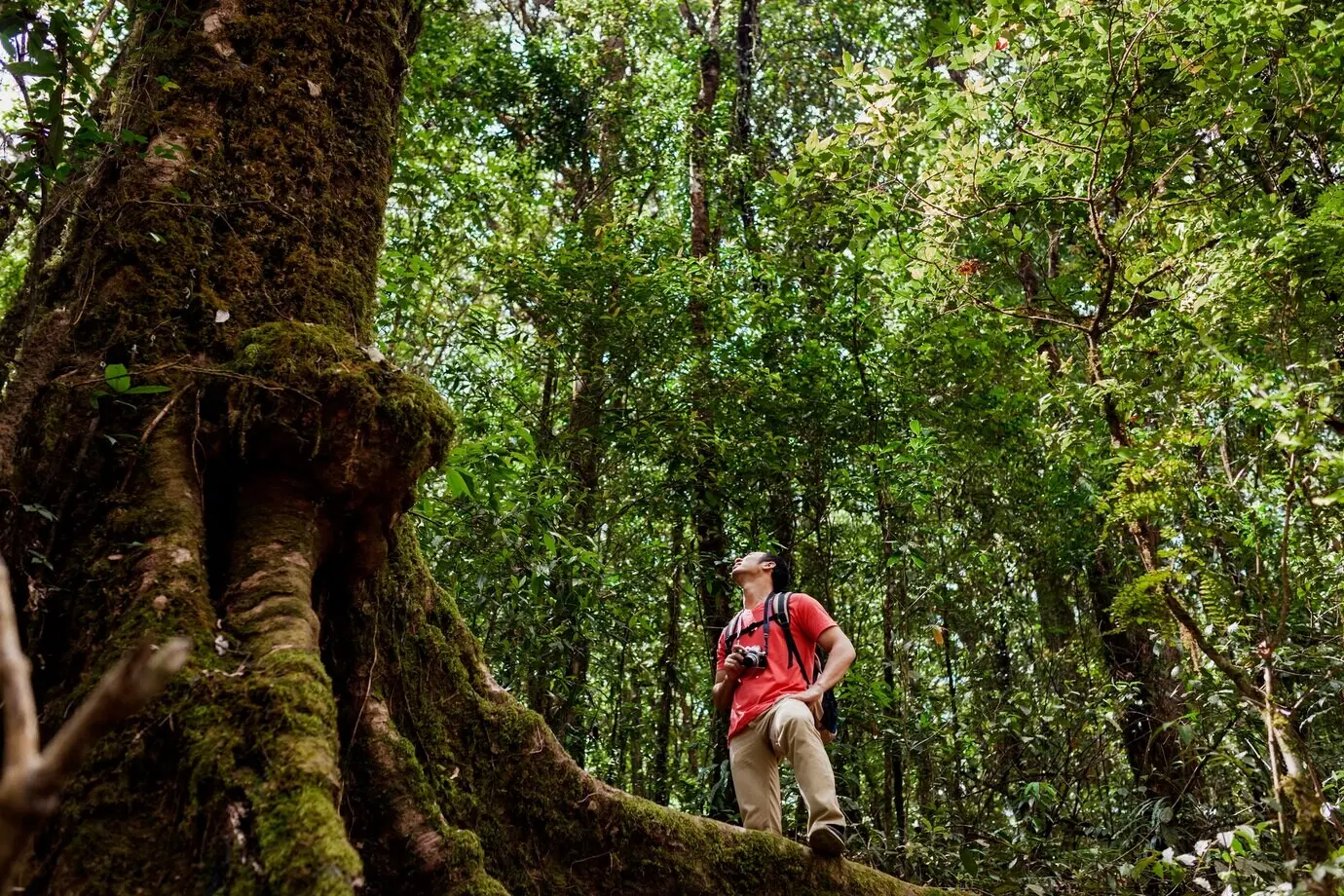 A hiker marvels at a massive tree